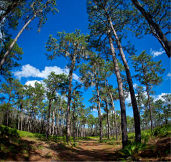 Florida forest Real Estate appraisals